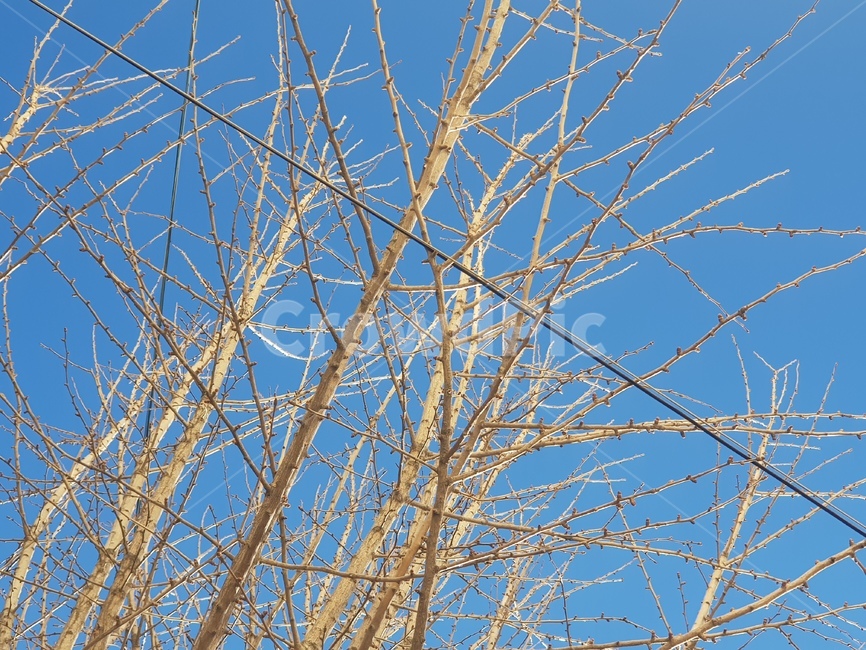 나뭇가지,나무,도시,자연,선,line,raise,sky,up,식물,자연,plants,nature,나무,trees,wood