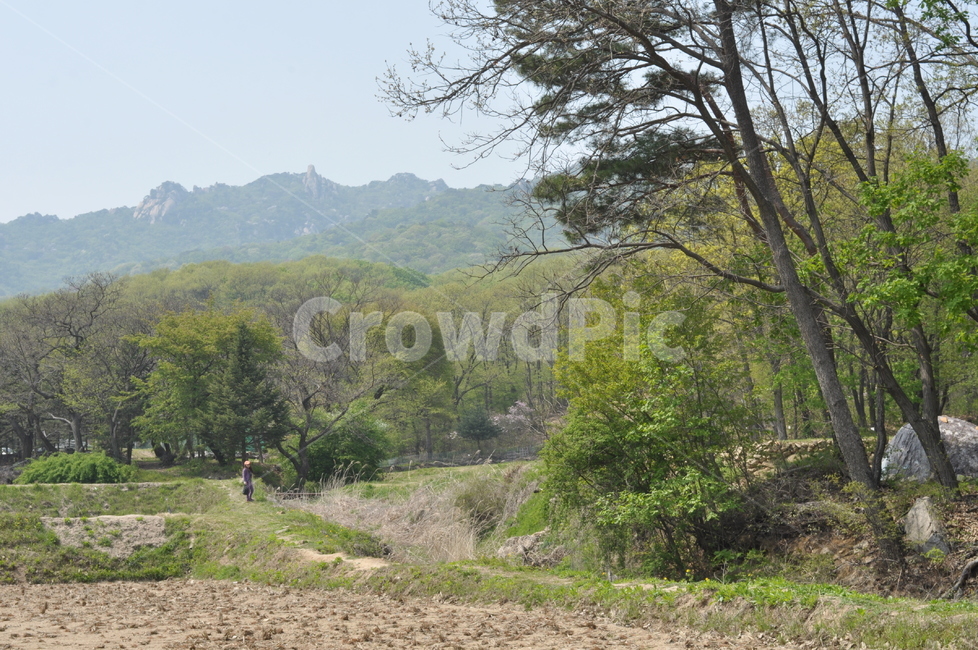 자연,풍경,봄,나무,녹음,봄풍경,자연,풍경,nature,landscape,outdoors,옥외,ground,바닥