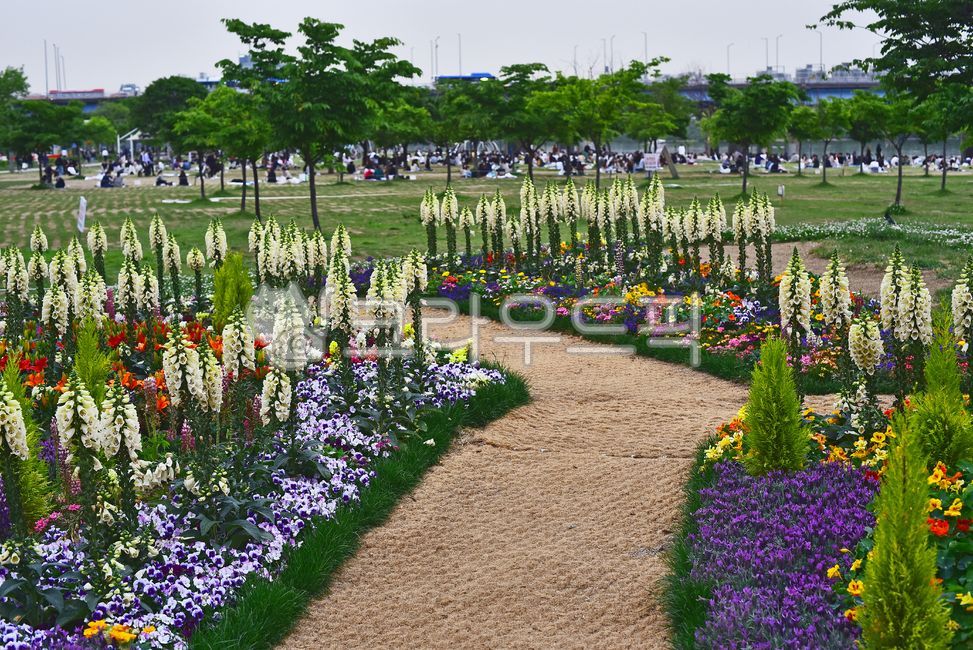 디기탈리스,약용식물,꽃밭,꽃,화단,정원,가든,칼라풀,컬러풀,화려한,outdoors,옥외,식물,plant,blossom,flower,야외,나리꽃,백합류,라벤더,마가렛트,한련화,루핀,배경,바탕,백그라운드,colorful,빨강색,노랑색,오렌지색,보라색,청색,자주색,주황색,흰색꽃,연보라색,그린,초록,녹색,길,산책로,공원,팬지꽃,나무,수목,원예식물,화초