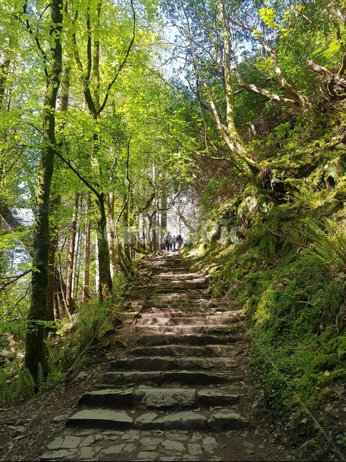 숲,산,자연,계단,돌계단,자연,풍경,nature,landscape,path,통로,outdoors,옥외,tree,나무,plant,식물