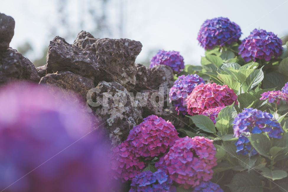 수국,제주,6월,꽃,보라색,핑크색,제주도,jeju,jeju island,식물,자연,plants,nature,꽃,flower,색깔,색상,색채,색감,color sense,color sensitivity,feeling of color,plant,geranium,제라늄,blossom