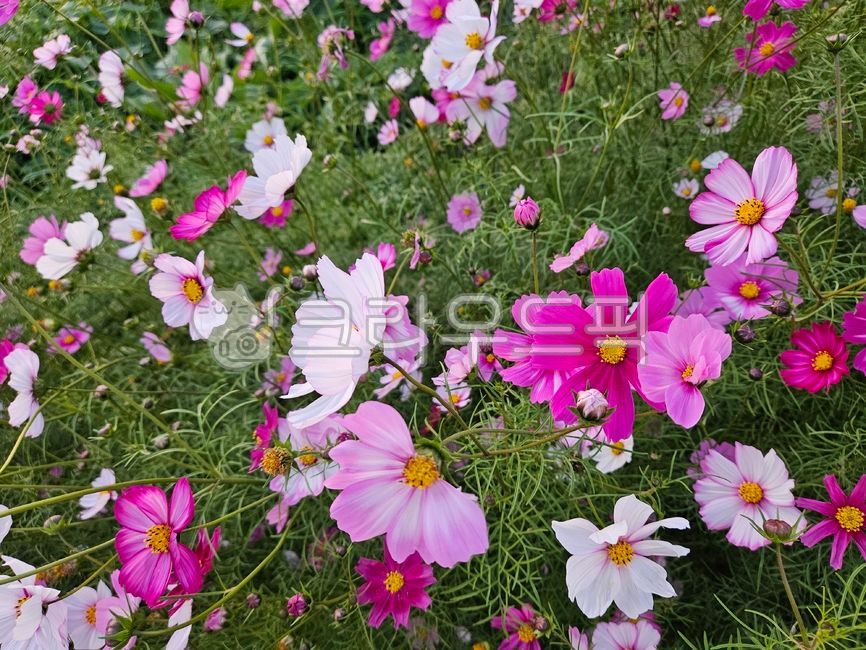 꽃,식물,분홍꽃,가을꽃,자연,코스모스