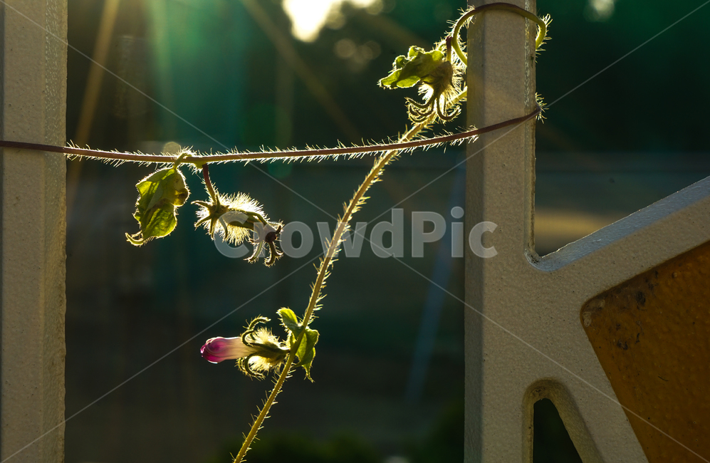 줄기,넝쿨,식물,나팔꽃,담장,실루엣,식물,자연,plants,nature,꽃,flower