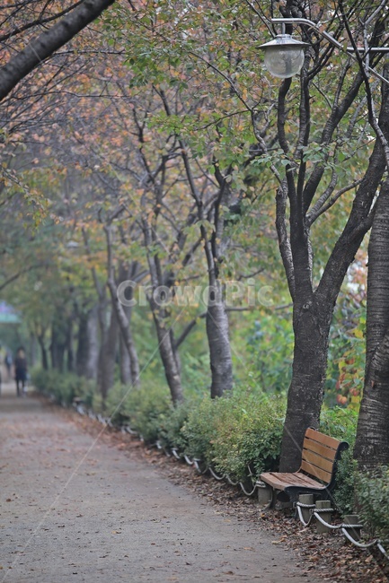 산책로,벤치,나무,자연,bench,trail,wood,forest,nature,공원,park,가을,계절,fall,autumn,season,자연,풍경,nature,landscape,tree,plant,식물,tree trunk,나무 줄기