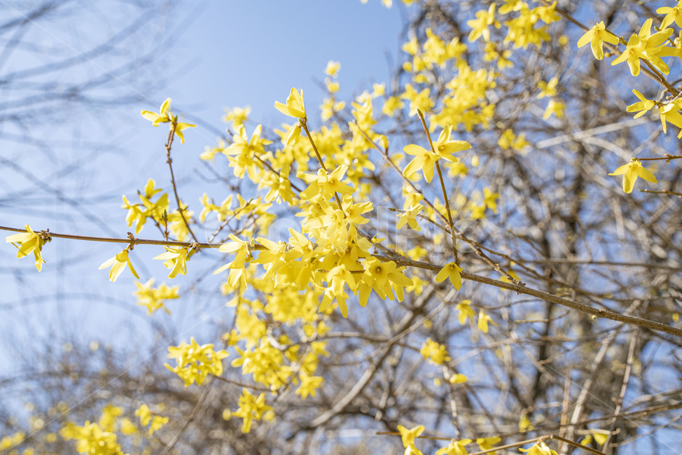 개나리,봄꽃,꽃,꽃나무,노랑,노란꽃,plant,식물,식물,자연,plants,nature,꽃,flower