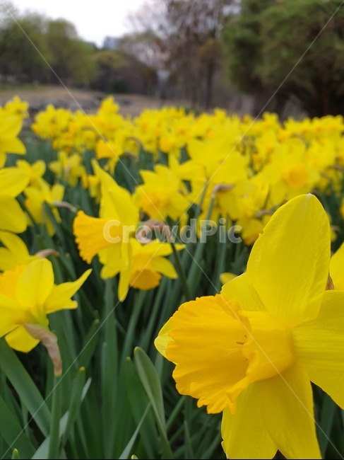 plant,식물,꽃,flower,노란색