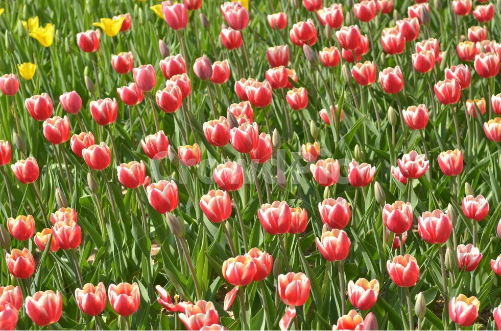봄,빨강,핑크,꽃,튤립,봄,계절,spring,season,식물,자연,plants,nature,꽃,flower,plant,blossom