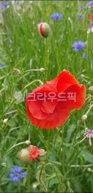 farmhouse,bud,flowers,culture,plastic house,garden,House,Ornamental poppy,flower