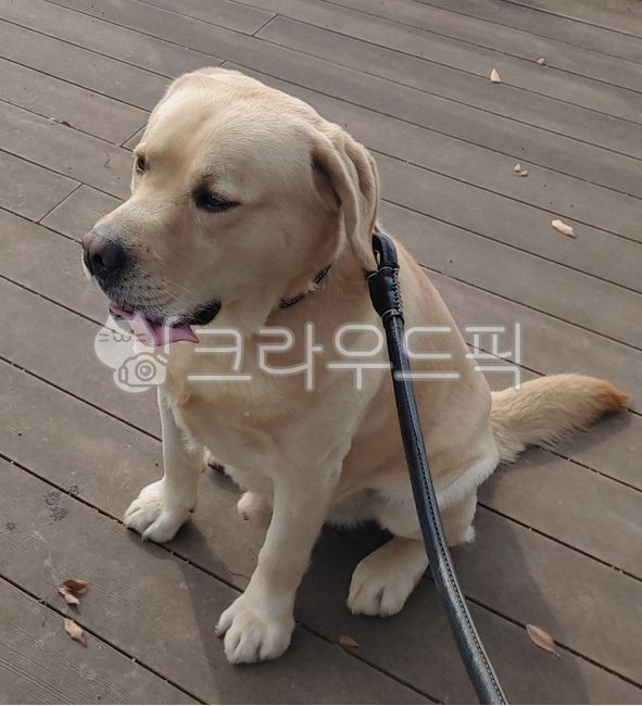 puppy,labrador retriever,dog,pet dog,large dog