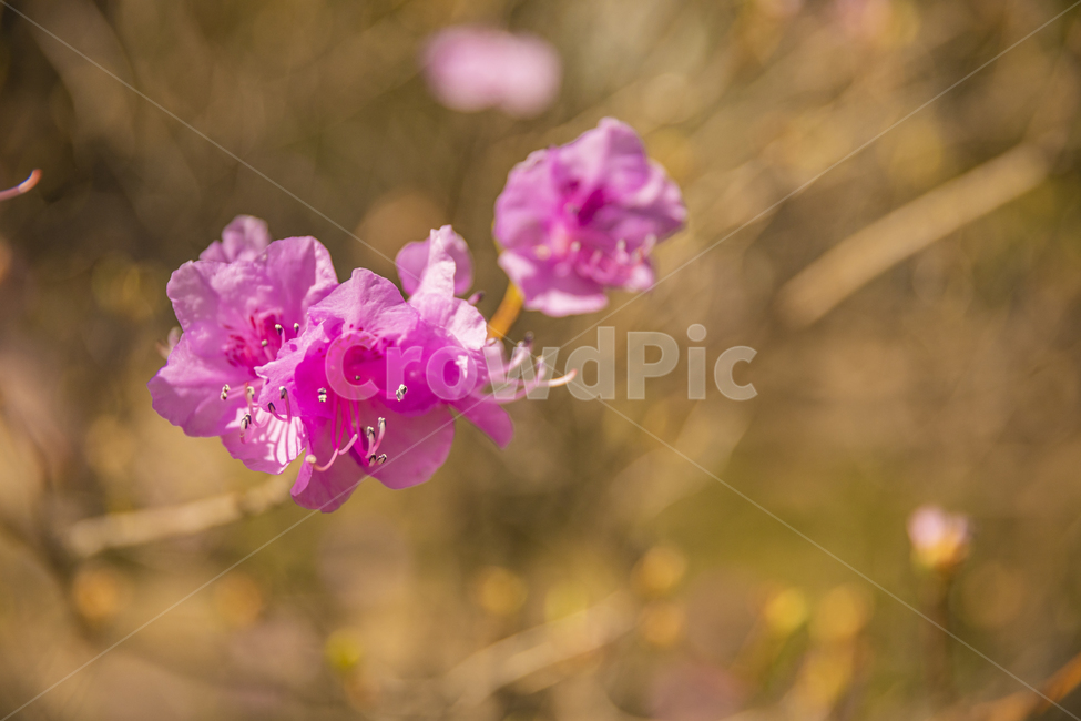 flower,꽃,geranium,제라늄,blossom,plant,식물,자연