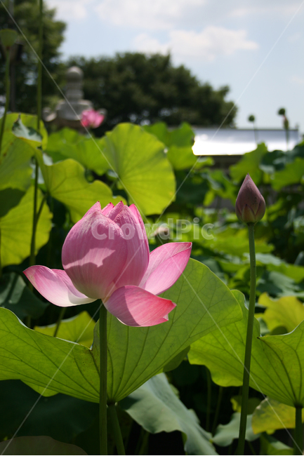 연꽃,식물,flower,plants,nature,꽃,봉원사,풍경,연잎,식물,자연,plants,nature,꽃,flower