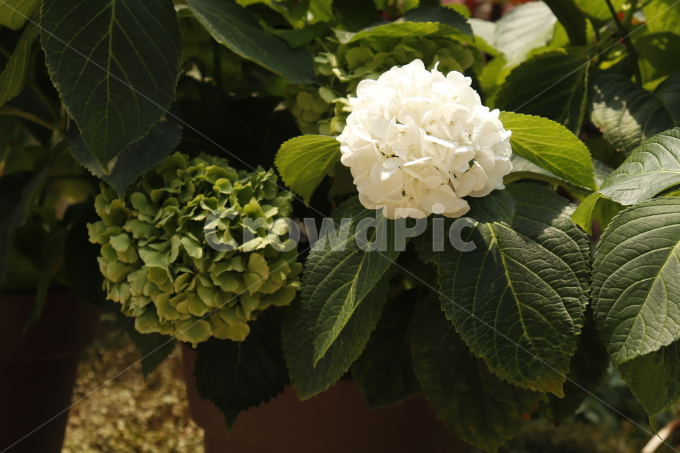 수국,식물,식물원,감성,white,green