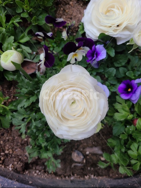 식물,꽃,장미,flower,흰장미