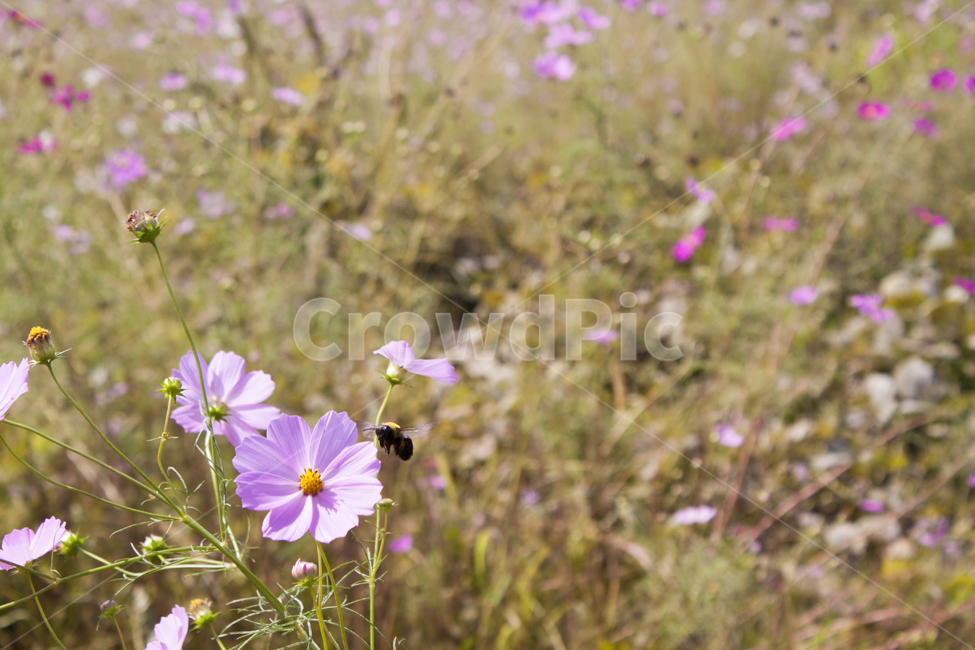 꽃밭,가을,코스모스,flower,감성사진,가을,계절,fall,autumn,season,식물,자연,plants,nature,꽃,flower,동물,animal,곤충,벌레,insect,bug,geranium,제라늄,blossom,plant