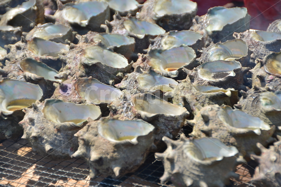 seashell,구쟁기,소라,소라요리,소라구이,제주음식,수산물,해산물,fishery products,seafood