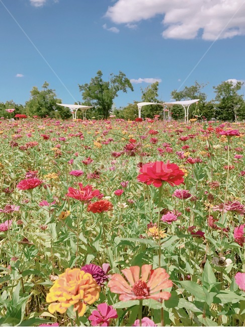 코스모스,가을,자연,꽃밭,하늘,풍경,봄,식물,자연,plants,nature,꽃,flower
