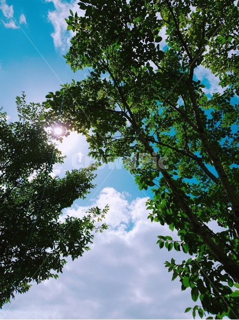 light,빛,flare,플레어,sunlight,햇빛,나무,풍경,구름,하늘,자연,풍경,nature,landscape