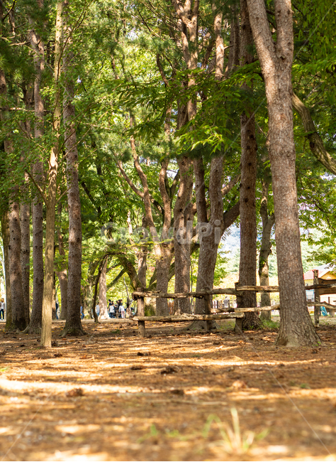식물,plant,tree,나무,춘천,남이섬,자연,풍경,nature,landscape