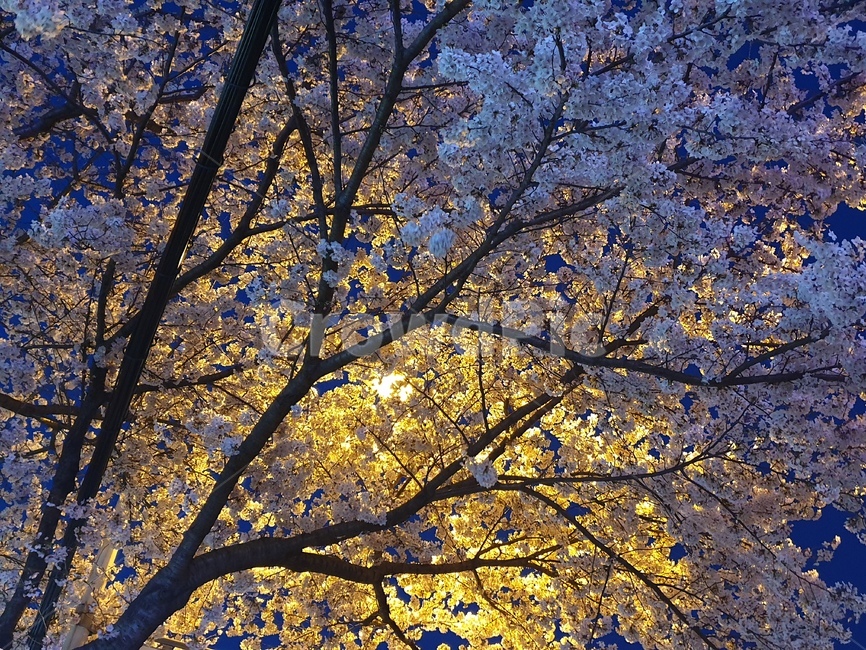 벚꽃,밤벚꽃,바탕화면,감성,자연,4월,봄