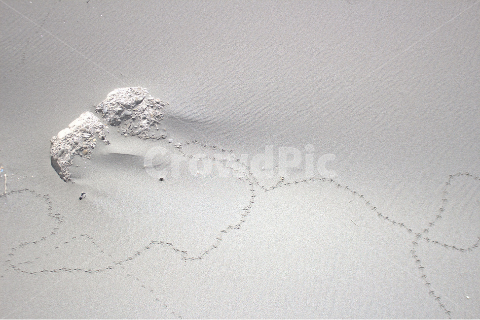 sand,footprint,bird,background,발자국,white,foot