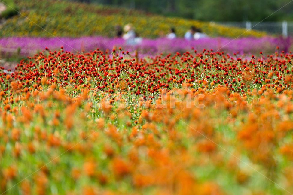 식물,꽃,분홍,천일홍,자연,식물,자연,plants,nature,꽃,flower