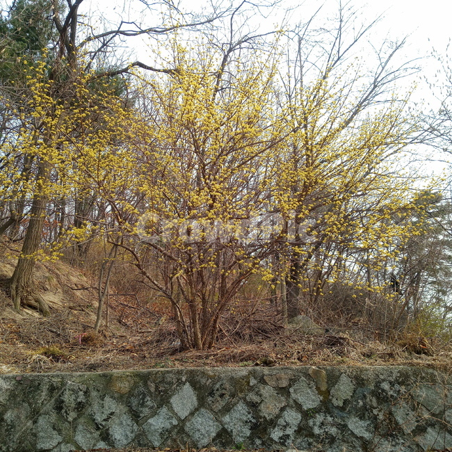 산수유,산수유꽃,노란꽃,꽃,tree,나무,plant,식물,outdoors,옥외,봄,봄꽃,봄나무,자연,nature,돌담