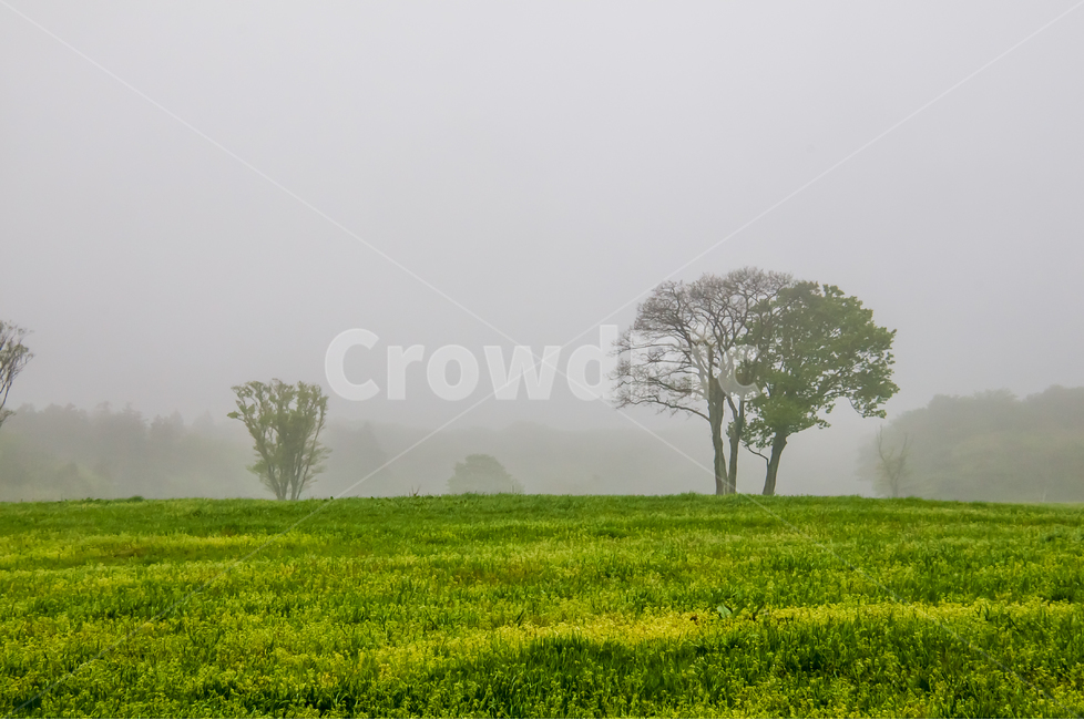 blue,Alone tree,tree,sight,Fog