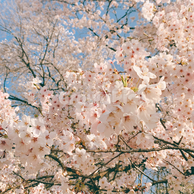 plant,식물,blossom,꽃,flower,spring,봄,벚꽃,힐링,자연