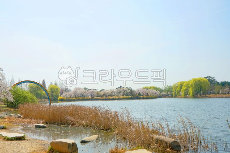 pond,waterside,nature,reed,water,spring,outdoor,outdoors,Reed,sight,lake,park