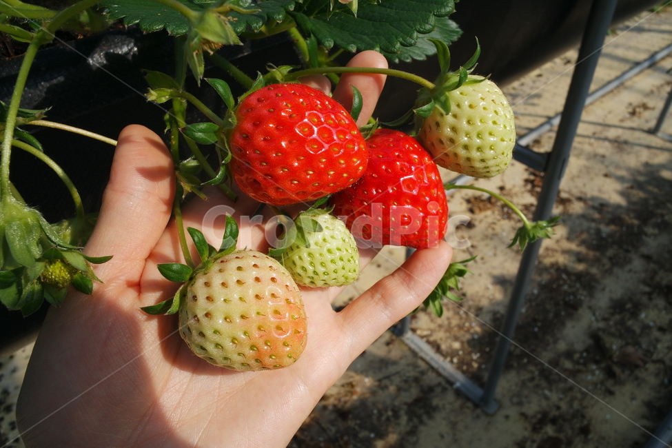 딸기체험,딸기농장,딸기하우스,food,음식,fruit,과일,strawberry,식물,plant,딸기
