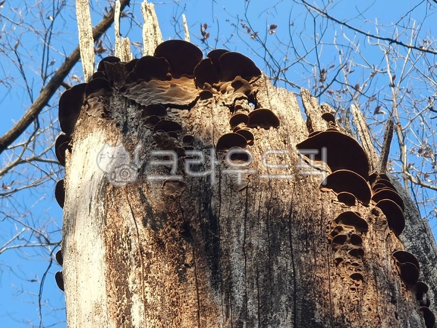 Medicinal mushrooms,Glue horn mushroom genus,Bulls Glue Horn Mushroom,Inside the mud mushroom,crevice mud mushroom,mushroom,situation mushroom