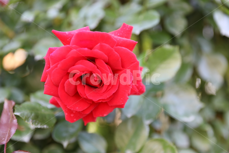장미,개화,만개,봄,로즈,장미공원,유혹,식물,자연,plants,nature,꽃,flower