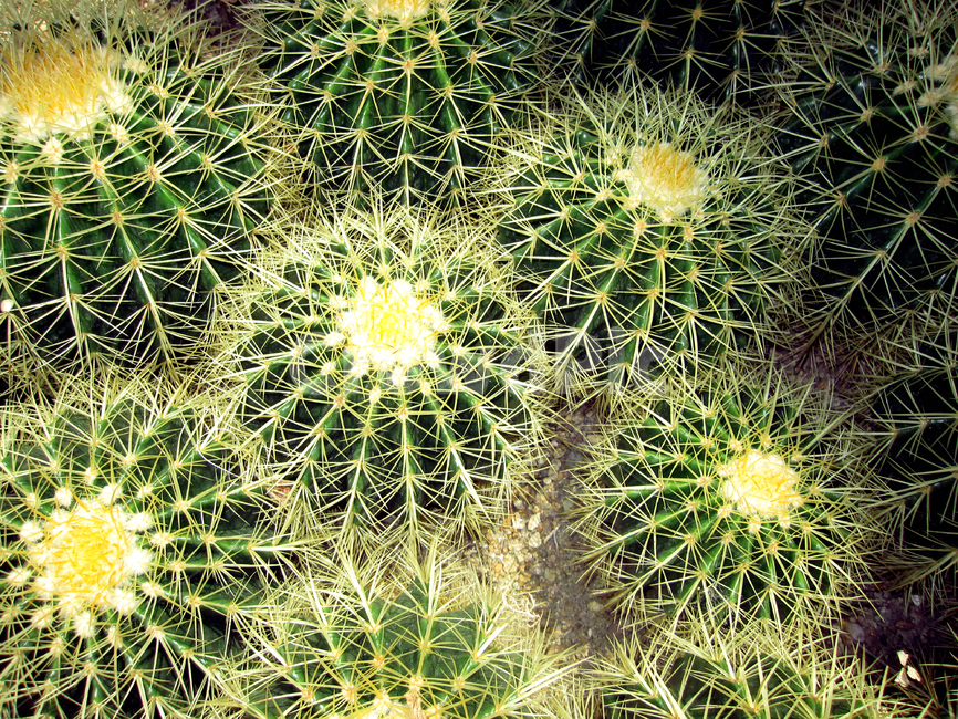 식물,선인장,열대,가시,원예,식물원,자연,온실,botanicalgarden,plant,cactus,thetropics,thorn,gardening,식물,자연,plants,nature