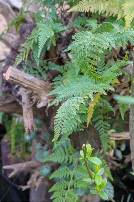 식물,자연,수풀,잎사귀,나무,식물,자연,plants,nature