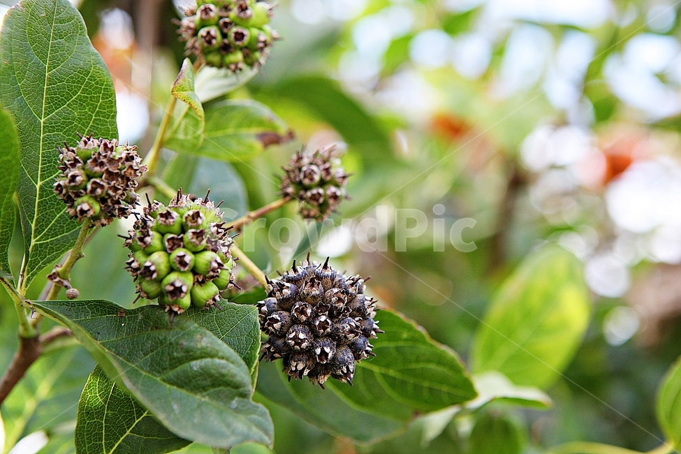 오갈피,약용,열매,잎,농산물,식물,자연,농업,농사,식물,자연,plants,nature