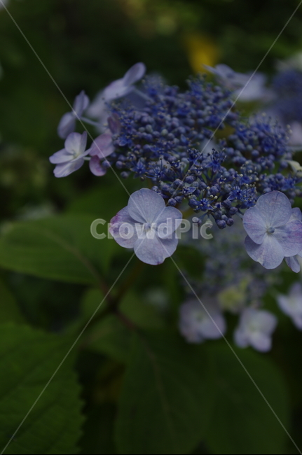 산수국,꽃,flower,식물,plant,계절,봄,spring,식물,자연,plants,nature,꽃,flower
