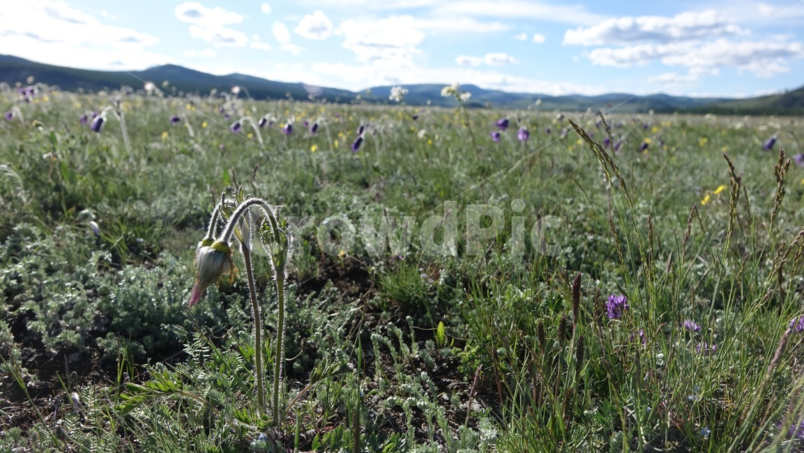 자연,blue,green,하늘,sky,벌판,초원,nature,field,햇살,할미꽃,꽃,flower,야생화,몽골,몽고,MONGOLIA
