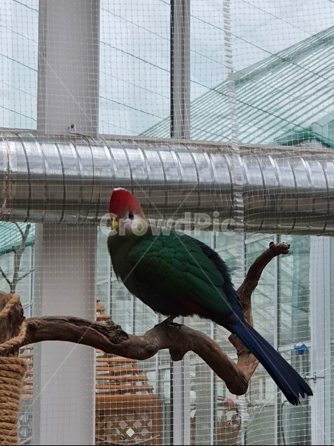 animal,동물,bird,새,초록,green