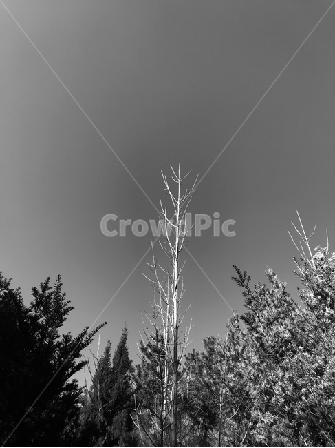 흑백,나무,배경화면,자연,하늘,식물,자연,plants,nature,나무,trees,wood,흑백,모노톤,monochrome,black and white