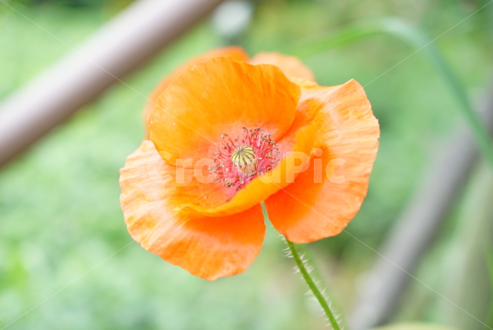 꽃,주황색,꽃잎,flower,개화,bloom,blossom,풀잎,꽃받침,화초,주황꽃,주황색꽃,공원,화단,식물,자연,plants,nature,꽃,flower
