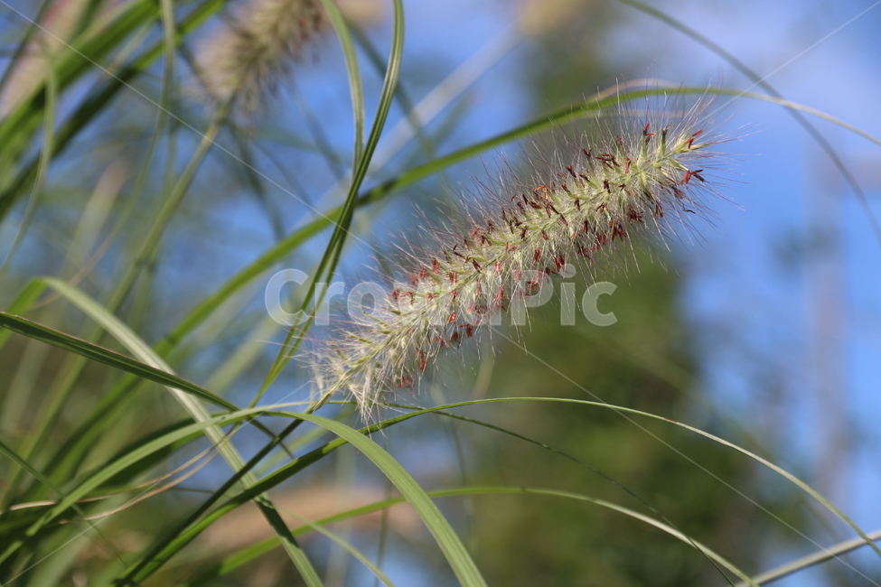 식물,계절,들,풀,풍경,자연,휴식,강아지풀,plant,초목,식물,자연,plants,nature