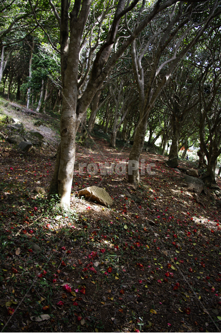 숲,낙화,동백나무,동백꽃,꽃,flower,계절,봄,spring,식물,자연,plants,nature,나무,trees,wood