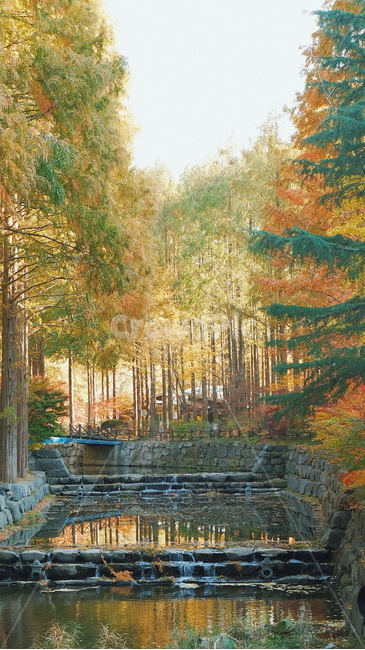 나무,자연,풍경,휴양림,휴식,힐링,숲,가을,단풍,가을,계절,fall,autumn,season,tree,plant,식물,vegetation,초목