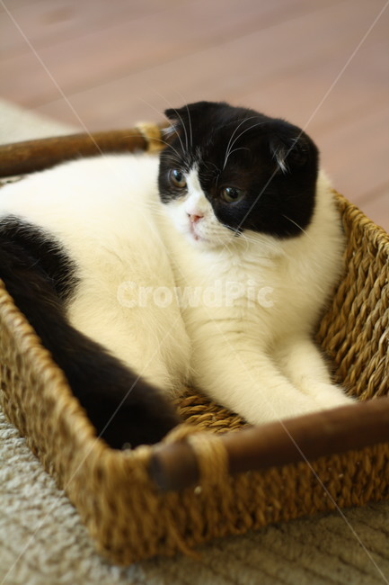 basket,고양이,집사,애완동물,cat,animal,바구니,pet,동물,animal,포유류,mammal,고양이,cat,kitten,kitty