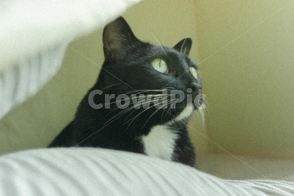 고양이,검은고양이,코숏,코리안숏헤어,집고양이,냥이,까만고양이,blackcat,cat,koreashorthair,빈티지,감성사진,색감,누런색감,동물,animal,집,포근한,포근함,동물,animal,포유류,mammal,고양이,cat,kitten,kitty