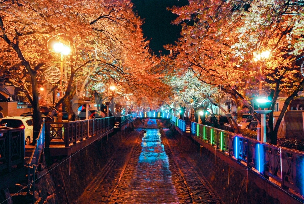 night view,love,romance,Cherry Blossom,memory,mood,Jinhae Station,Romance Bridge,Jinhae Gunhangje Festival,first love,pudency,nikon,spring,pastel,Yeojwacheon Romance Bridge,calf love,Gunhangje Festival,NIKON,Gyeongnam,nature,Yeojwacheon Stream,feeling,pic