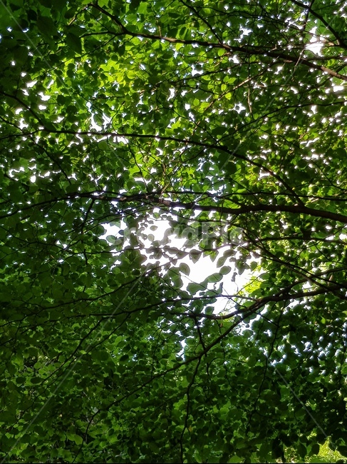 여름햇살,햇살,여름나무,뜨거운오후,기분좋은햇살,기분좋은,여름,맑은햇살,식물,자연,plants,nature