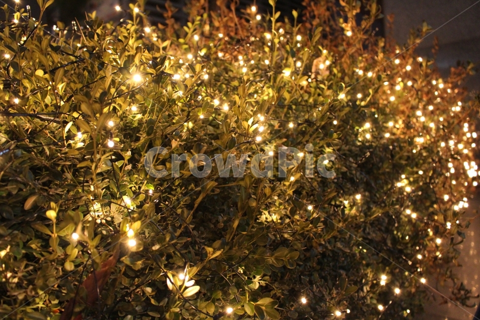 조경,나무,조명,빛,감성,야경,밤,풍경,nightscape,night,landscape,light,tree,plant,식물,ornament,장식,christmas tree,크리스마스 트리