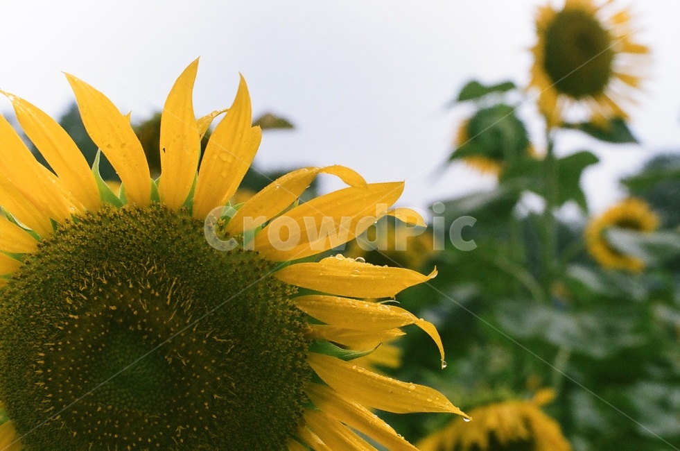 해바라기,꽃,흐림,우울,비,여름,계절,summer,season,가을,fall,autumn,식물,자연,plants,nature,꽃,flower,plant,blossom