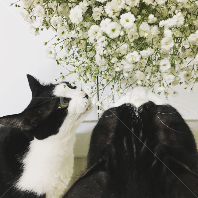 고양이,코숏,반려동물,반려묘,동물,안개꽃,꽃,향기,냄새,호기심,궁금,뒷통수,두마리